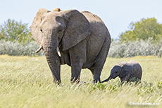 Elefantkuh mit Jungtier, Etosha Nationalpark, Namibia