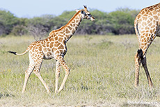 Giraffe (Giraffa camelopardalis), Etosha Nationalpark, Namibia