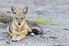 Junger Schabrackenschakal, (Canis mesomelas), Etosha Nationalpark, Namibia