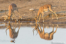 Impalas (Aepyceros melampus) beim Trinken, Etosha Nationalpark, Namibia