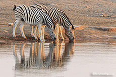 Zebras beim Trinken am Chudop Wasserloch, Etosha Nationalpark, Namibia