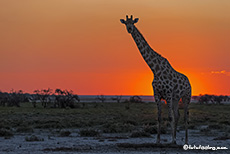 Giraffe (Giraffa camelopardalis) im Sonnenuntergang, Etosha Nationalpark, Namibia
