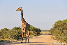Straßensperre im Etosha Nationalpark, Namibia