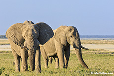Elefantenbullen, Etosha Nationalpark, Namibia