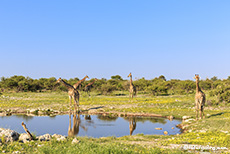 Giraffen am Klein Oktevi Wasserloch, Etosha Nationalpark, Namibia