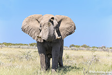 Neugieriger Elefant, Etosha Nationalpark, Namibia