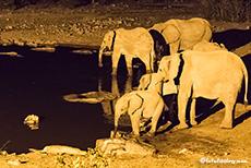 Elefanten am Wasserloch von Halali, nachts, Etosha Nationalpark, Namibia