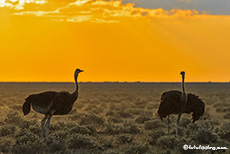 Strauße im Sonnenuntergang, Etosha Nationalpark, Namibia
