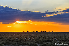Springbockherde im Sonnenuntergang, Etosha Nationalpark, Namibia