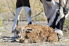 Oryxantilope mit frisch geborenem Kalb, Etosha Nationalpark, Namibia