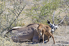 Oryxantilope säubert ihr frisch geborenes Kalb vom Blut, Etosha Nationalpark, Namibia