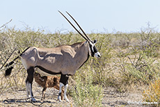 Geschafft das Oryxantilopen Kalb trinkt, Etosha Nationalpark, Namibia
