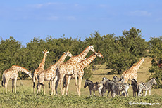 Giraffen und Zebras, Etosha Nationalpark, Namibia