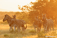 Zebras im Gegenlicht, Etosha Nationalpark, Namibia