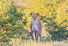 Neugierige Löwin, Etosha Nationalpark, Namibia