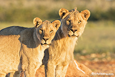 Tolles Paar, Etosha Nationalpark, Namibia