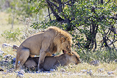 Auch Löwen haben Spaß, Etosha Nationalpark, Namibia