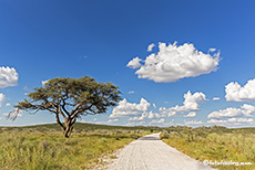 Unterwegs im Westteil des Etosha Nationalparks, Namibia
