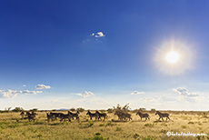 Zebraherde im Gegenlicht, Westteil, Etosha Nationalpark, Namibia
