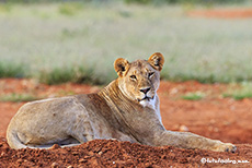 Löwin am Wasserloch, Etosha Nationalpark, Namibia