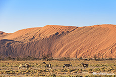 Oryxantilopen in der Namib