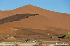 Springböcke in der Namib