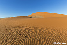 Tierspuren im Sand der Namib