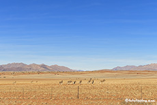 Zebras hinterm Zaun, Namib, Namibia