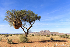 Webervogelnest, Namibia