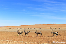 Oryxantilopen lauf entlang des Zauns, Namib, Namibia