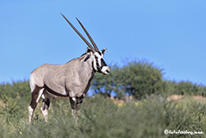 Oryx im Kgalagadi Nationalpark, Südafrika