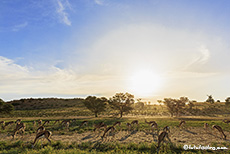 Springbockherde im Kgalagadi Nationalpark, Südafrika