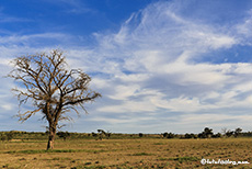 Unterwegs im Kgalagadi Nationalpark, Botswana, Südafrika