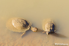 Wasserschildkröten - Starrbrust-Pelomedusen im Mankwe Lake, Pilanesberg Nationalpark, Südafrika