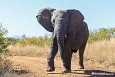 wütender Elefantenbulle, Pilanesberg Nationalpark, Südafrika