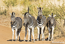 Zebrasstreifen auf der Piste, Pilanesberg Nationalpark, Südafrika