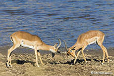 Impalas beim Kämpfen, Pilanesberg Nationalpark, Südafrika