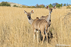 Neugierige Kudus, Pilanesberg Nationalpark, Südafrika