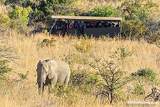 Asiatische Touristengruppe beobachten einen Elefanten, Pilanesberg Nationalpark, Südafrika