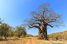 Riesiger Baobab im Gonarezhou Nationalpark, Zimbabwe