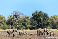 kleine Elefantenherde im Gonarezhou Nationalpark, Zimbabwe