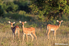 Impalas, Mana Pools Nationalpark, Zimbabwe