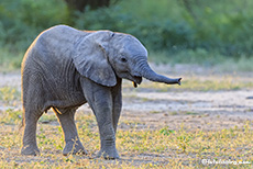 Elefantenbaby, Mana Pools Nationalpark, Zimbabwe