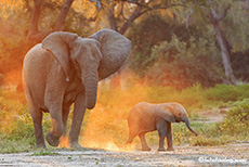 Elefanten im magischen Staublicht, Mana Pools Nationalpark, Zimbabwe