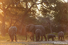 Elefantenherde im roten Licht des Sonnenuntergangs, Mana Pools Nationalpark, Zimbabwe