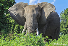 mächtiger Elefantenbulle, Mana Pools Nationalpark, Zimbabwe