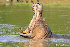 Großmaul, Mana Pools Nationalpark, Zimbabwe