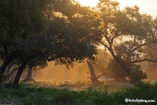 Morgenstimmung im Mana Pools Nationalpark, Zimbabwe