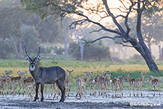 Wasserbock und Impalas, Mana Pools Nationalpark, Zimbabwe
