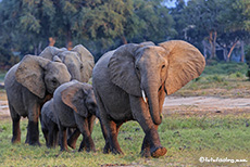 Elefantenherde mit Jungtieren, Mana Pools Nationalpark, Zimbabwe